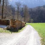 Weg und Holzbeigen beim Lagerplatz